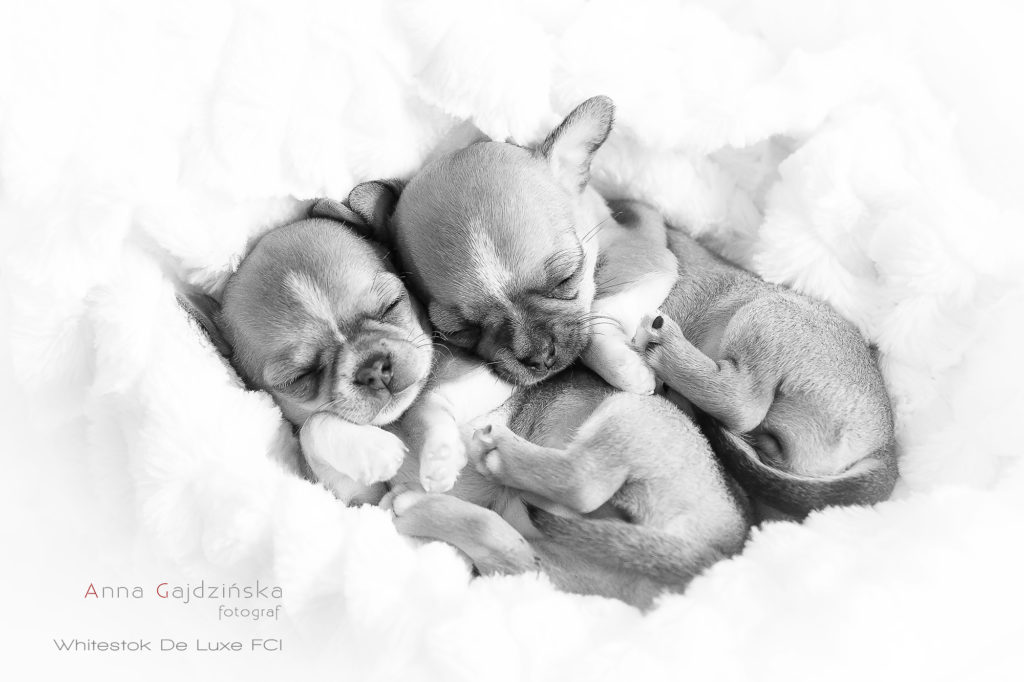 szczeniaki Chihuahua zdjęcia fotografia noworodkowa szczeniąt